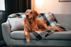 Allergic to Your Pet? What to Do If You Don’t Want to Give Fluffy or Fido Away.